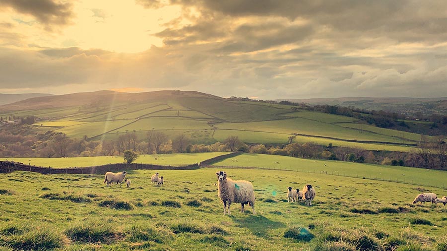 Sheep in field at sunset
