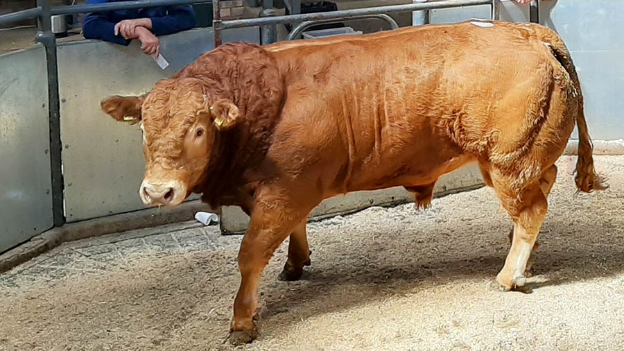 Knaggs bull at Northallerton © Livestock Auctioneers Association