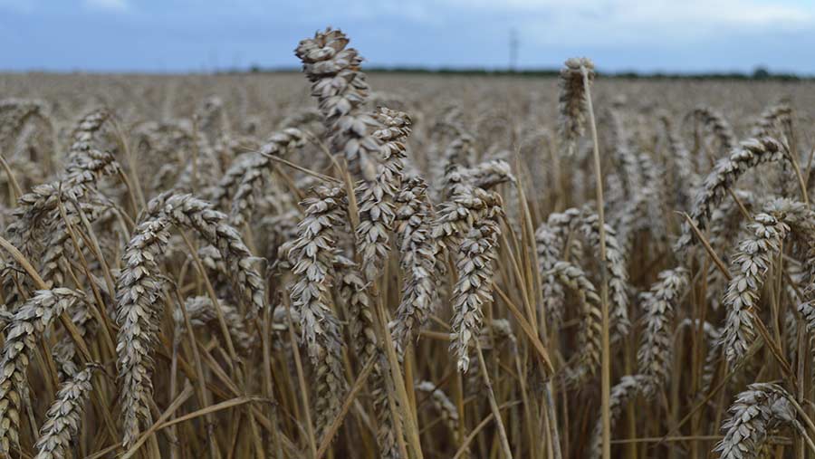 Wheat on Tim Lamyman's farm © MAG/David Jones