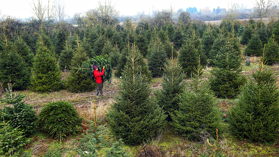 Lockdown rules eased for Christmas tree farms - Farmers Weekly
