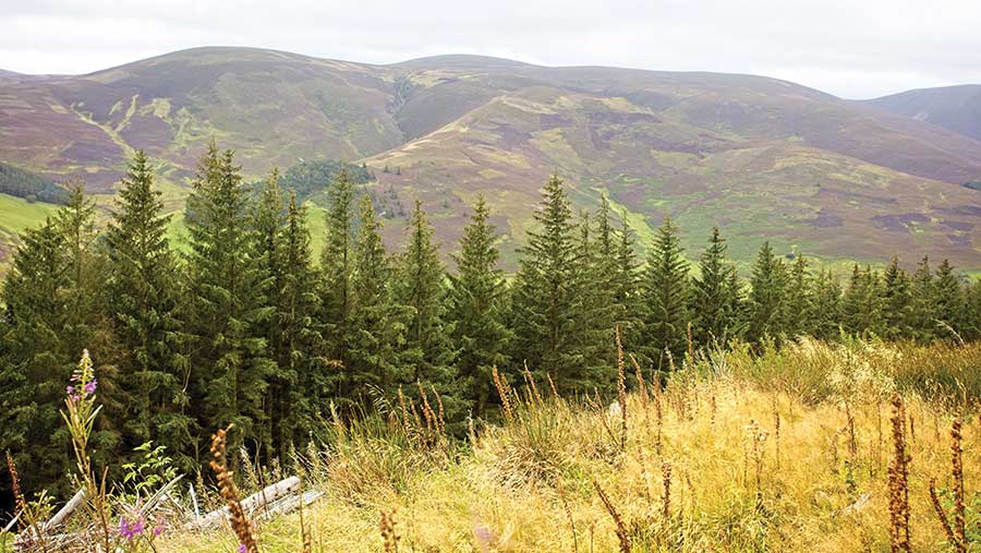 Record forestry prices and steady woodland trade in - Farmers Weekly