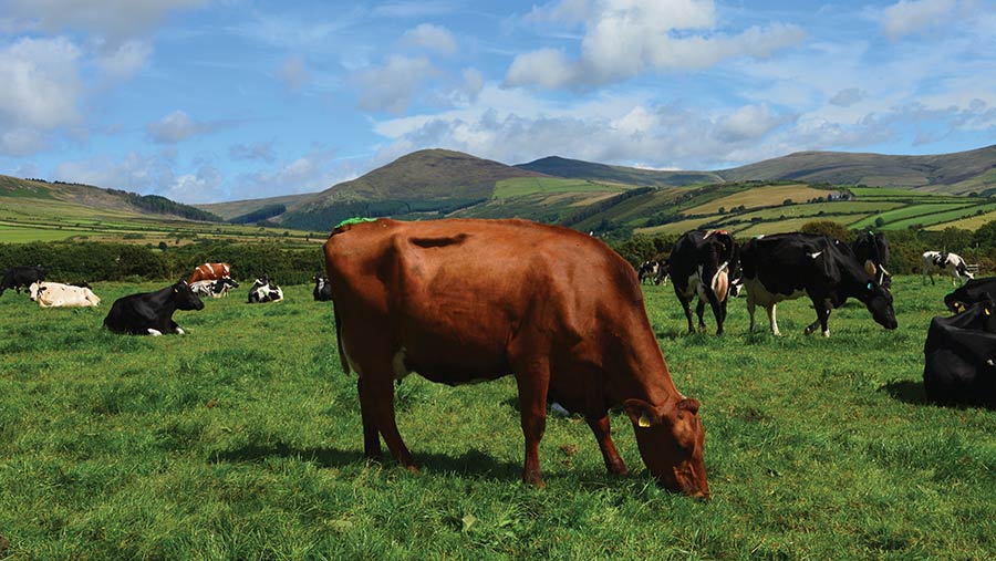 Grazing dairy cows