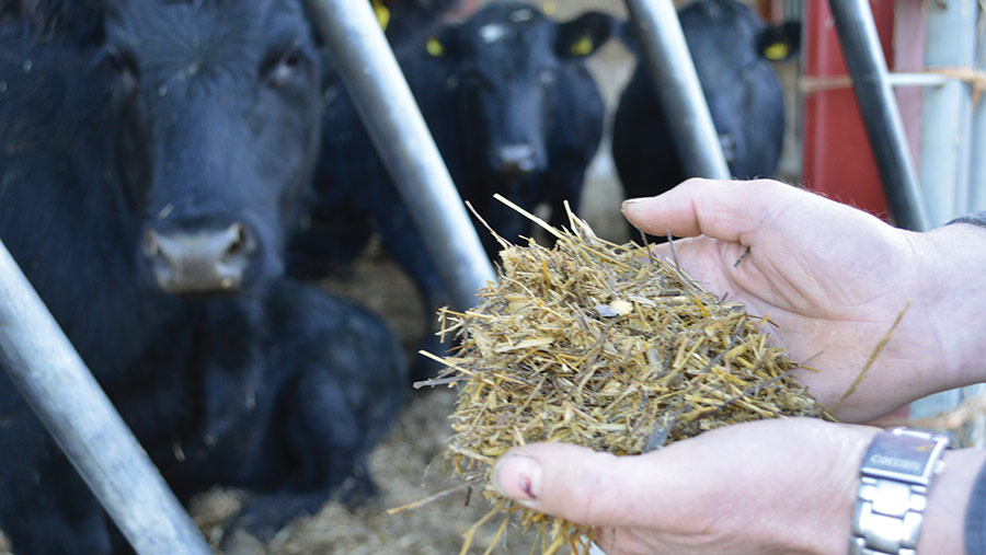 Forage of cattle feed