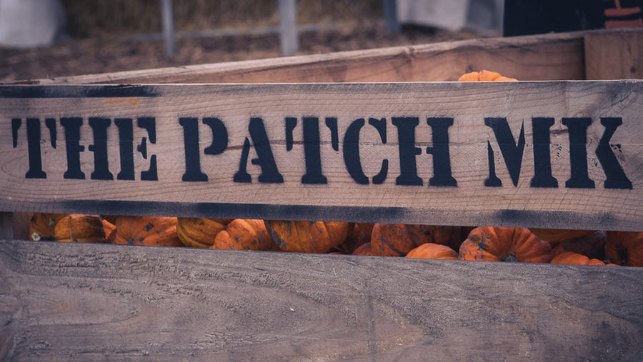 The Patch MK crate of pumpkins