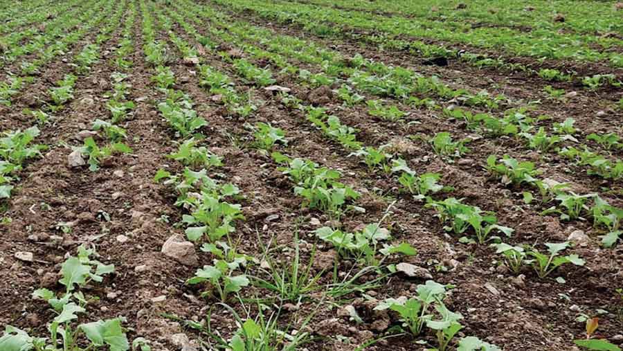 Young winter oilseed rape plants