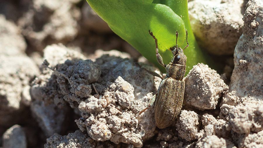 Pea weevil eating a pea shoot