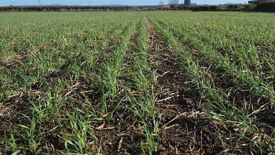 Field of Skyfall wheat crop