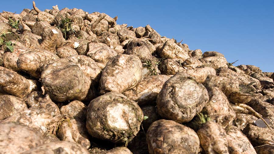 A pile of sugar beets
