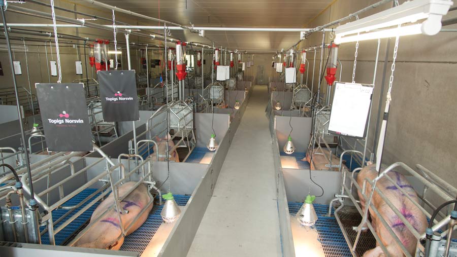 The Von Farm farrowing room