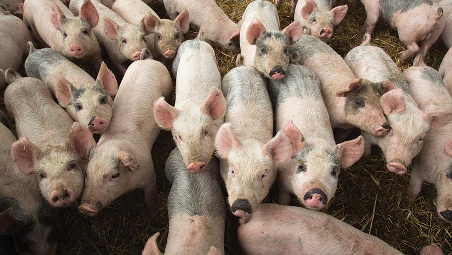 5 ways to reduce stress when weaning pigs - Farmers Weekly
