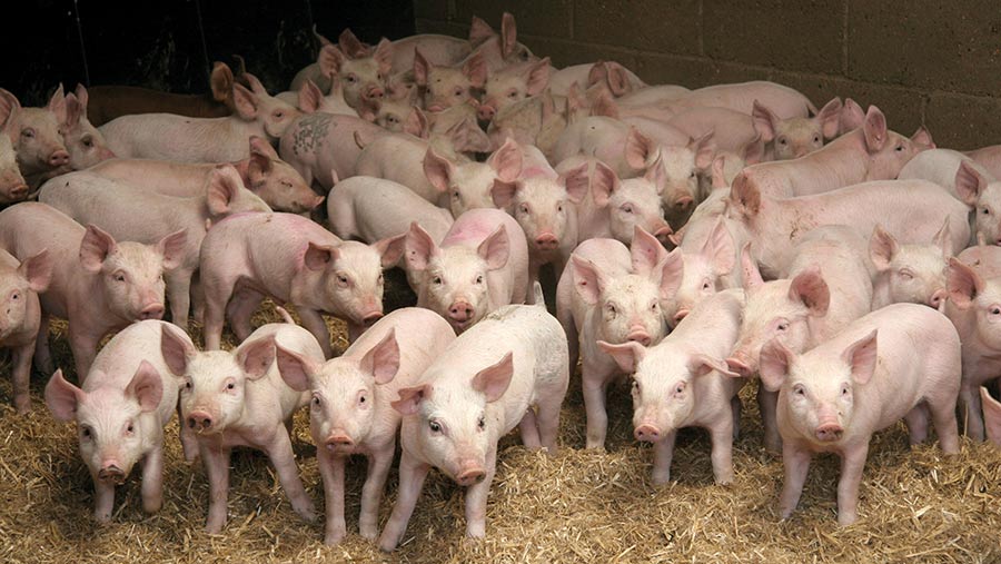 Weaner pigs in straw yard