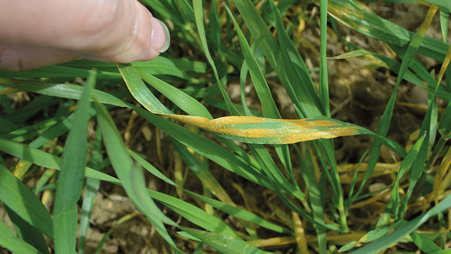 Yellow rust on a wheat leaf © David Jones