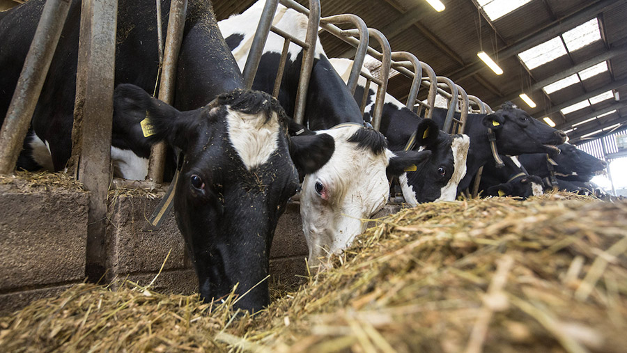 Holstein dairy cows eating TMR