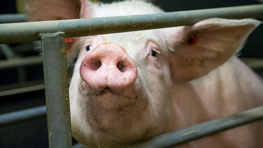 A step-by-step guide to pig heats and insemination - Farmers Weekly