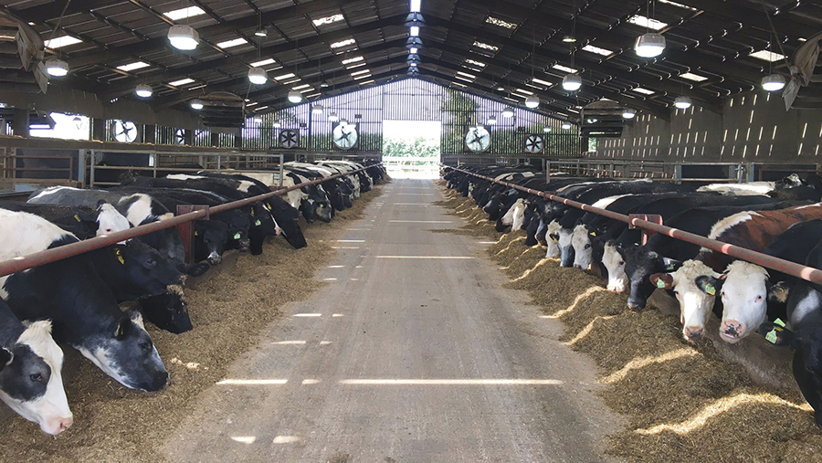 Cattle shed with cows