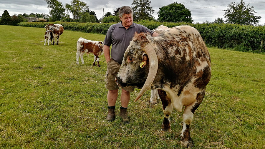 Mike Phillips in field with cows