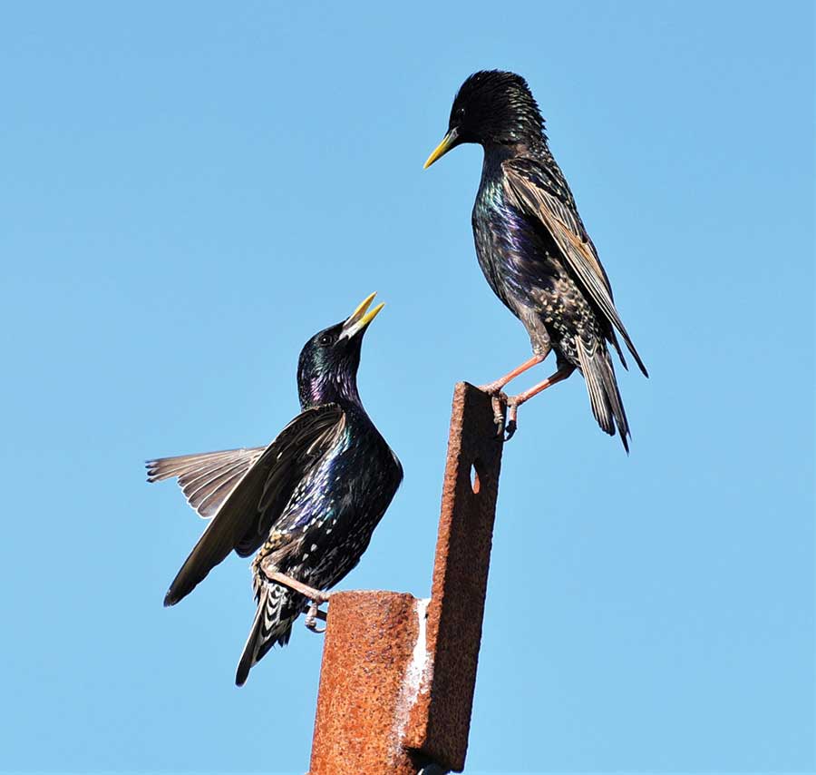 Sparkling starlings © Caroline Knox