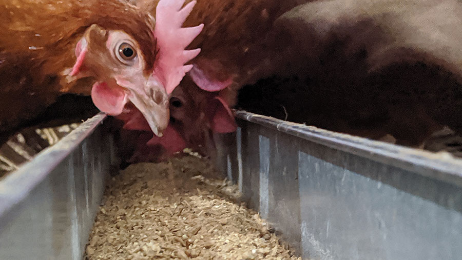 Hen feeding