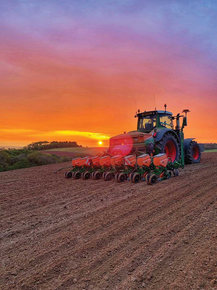 Maize drilling