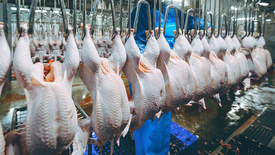 Poultry carcasses hanging in a processor