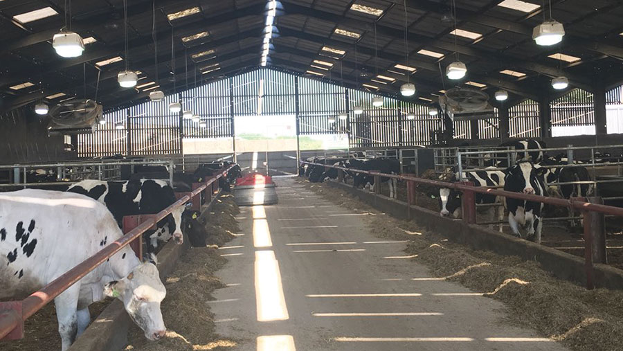 Cows in shed