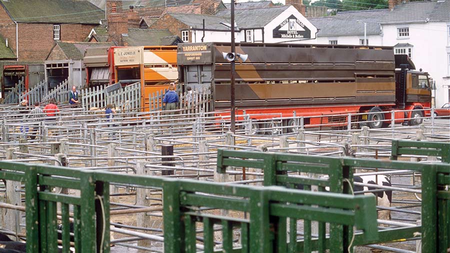 Ludlow cattle market