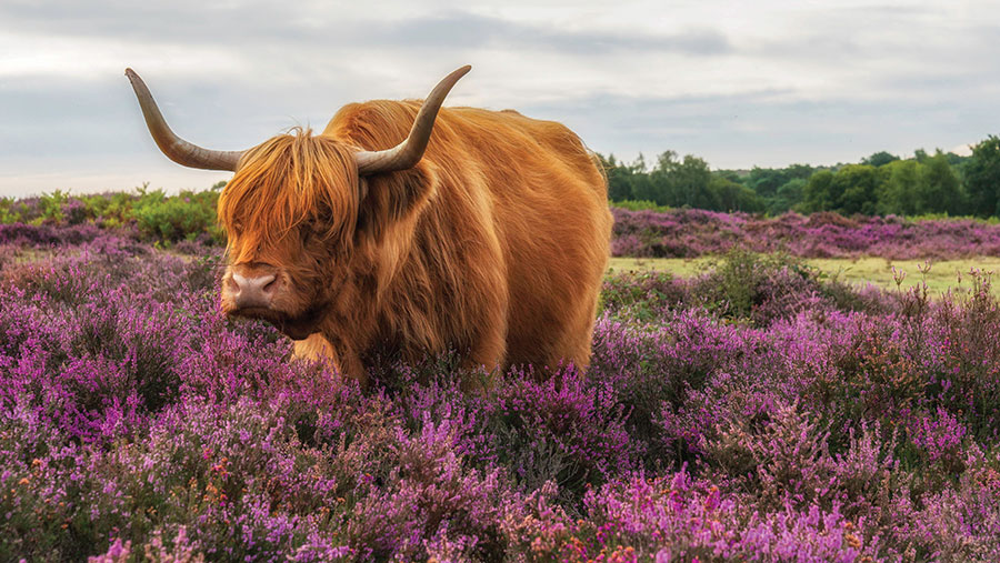 © Steve Elson/Solent News/Shutterstock