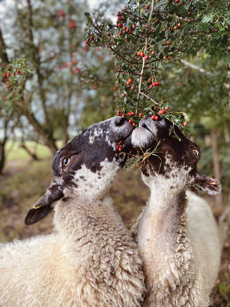 Sheep eating berries