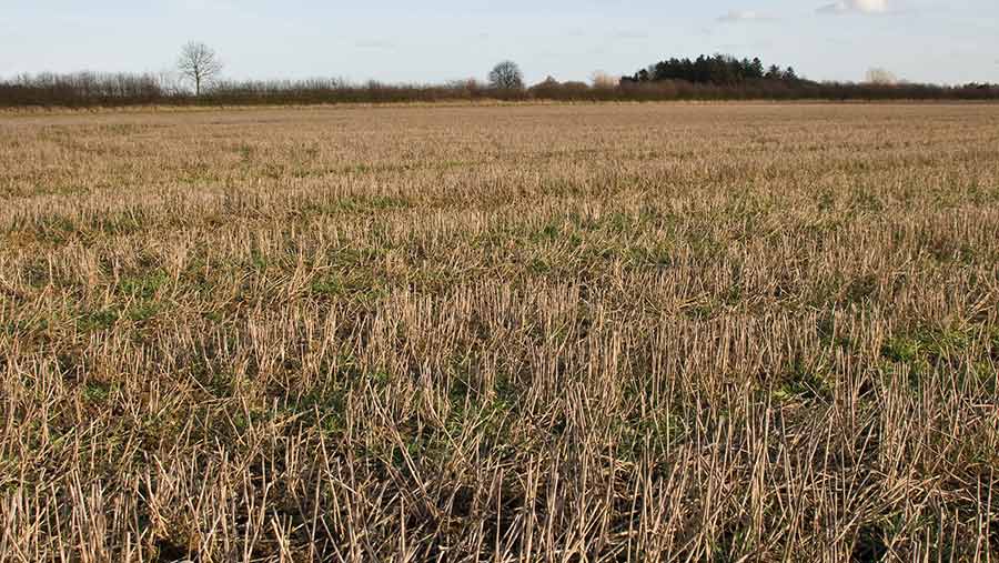 Field with overwintered stubble