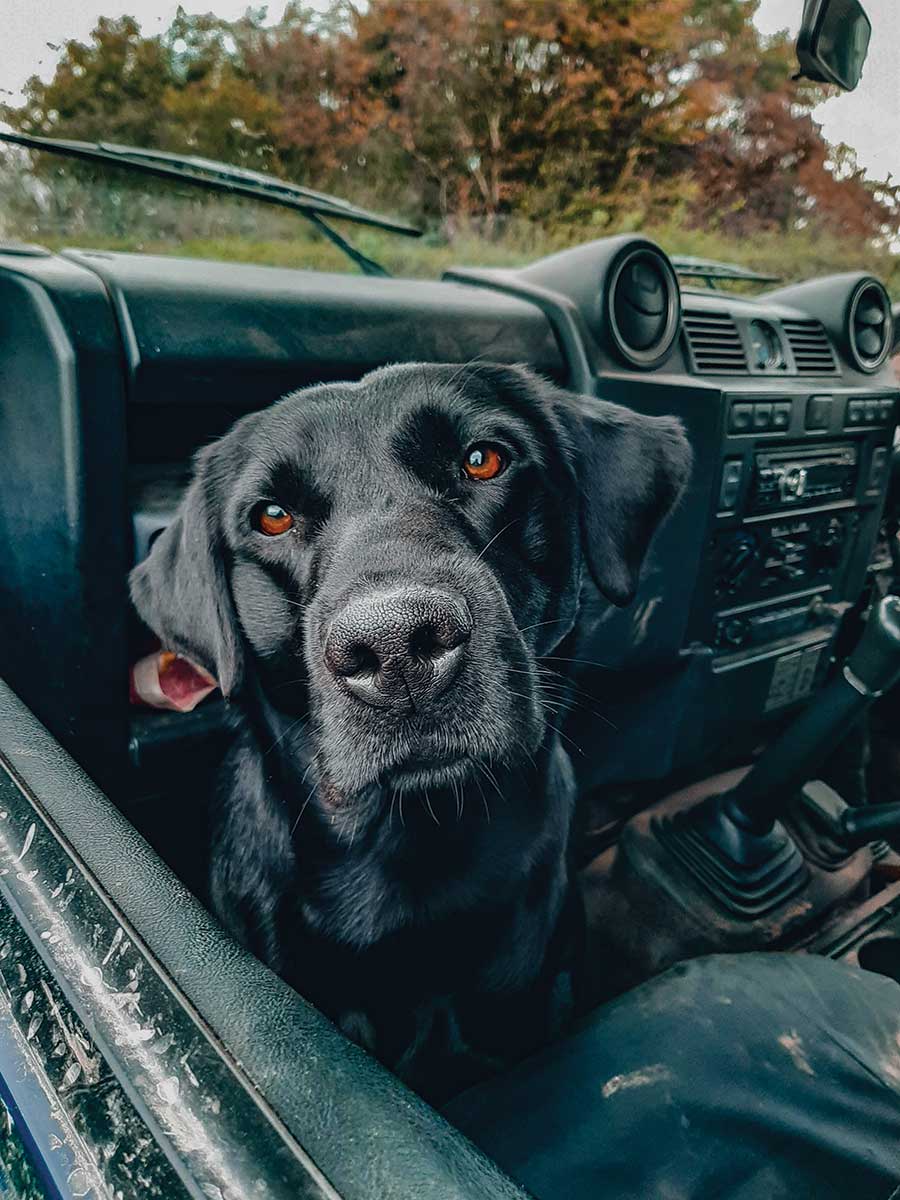 Yoda the shooting dog © Brook Dawson