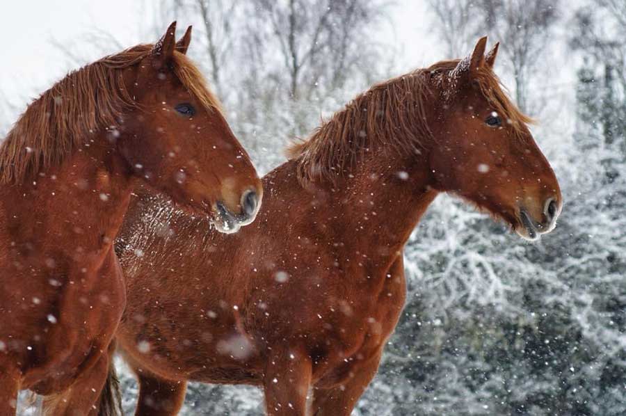 Polly and Lucy in the 'Beast from the East' © Lizzy Murrell