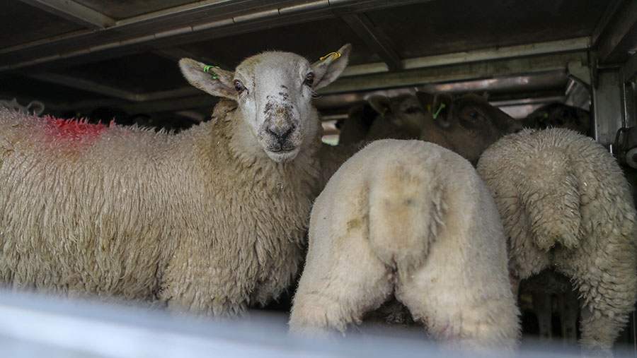 Government proposes ban on live animal exports for slaughter - Farmers  Weekly