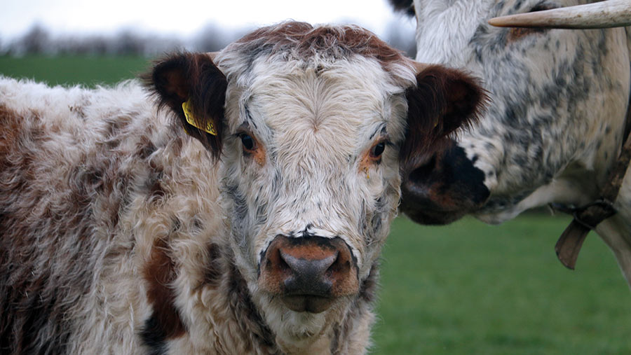 Spring-born Longhorn calf