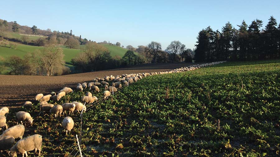 Sheep grazing on fodder beet