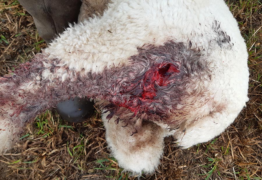 Sheep attacked in worrying incident