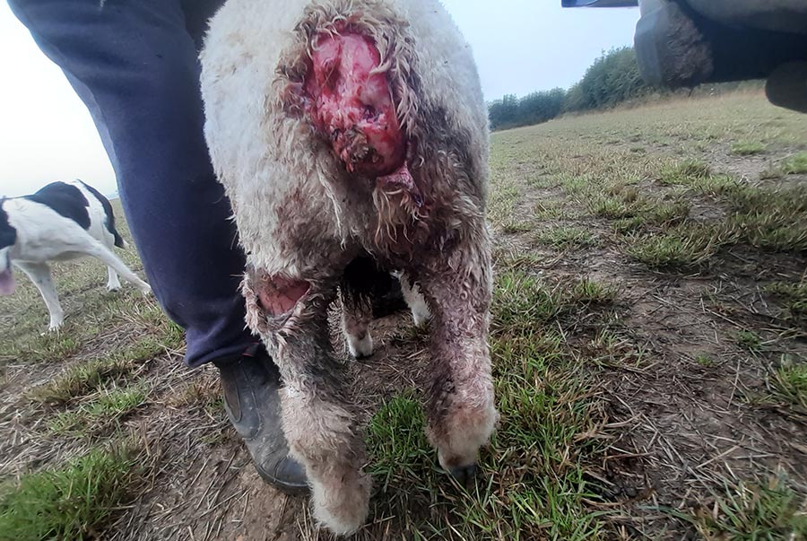 Sheep attacked in worrying incident