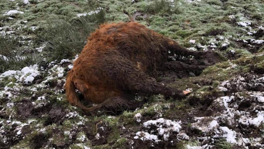 In Calf Highland Cow Killed In Horrific Dog Attack Farmers Weekly