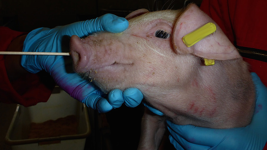 Interactive Map Offers Swine Flu Tracker Farmers Weekly