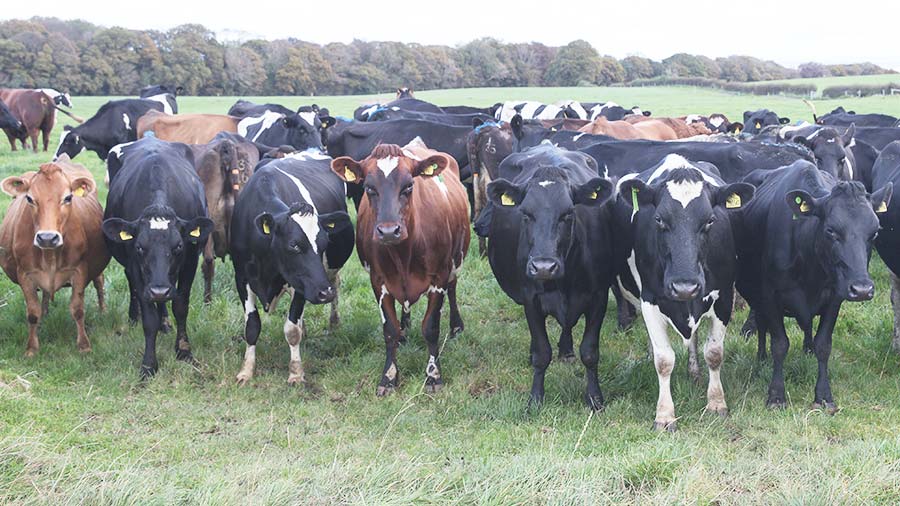 Jersey cross cows