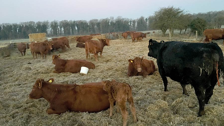 Stabiliser cattle on sawdust corrals