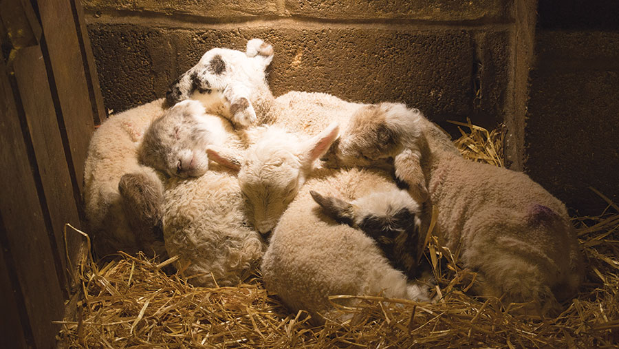 Lambs in shed