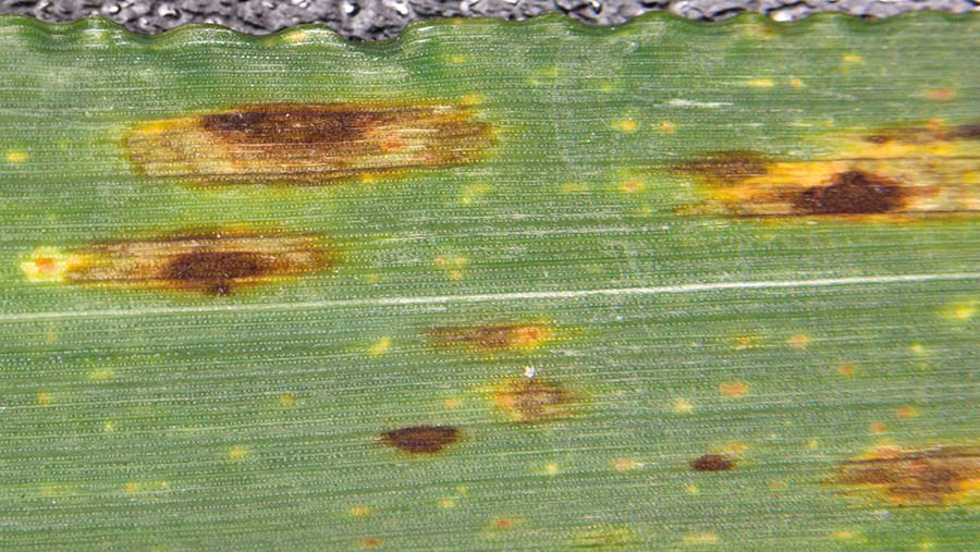 Ramularia in barley