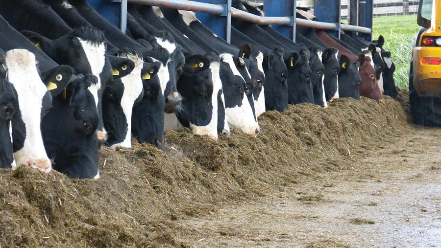 The flying herd has feed pushed up to it five times every day © MAG/MichaelPriestley