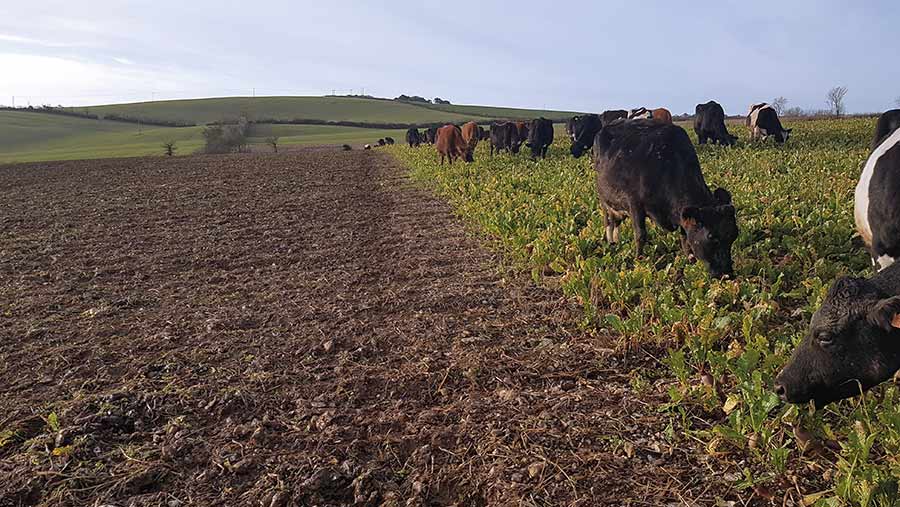 Dry cows on turnips