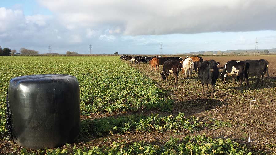 Dry cows on turnips and bales