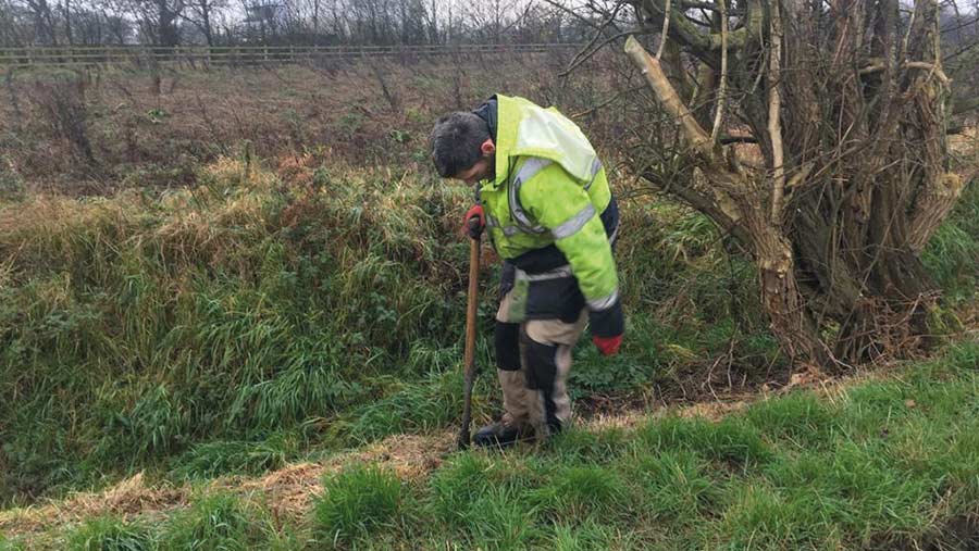 Man planting hedges