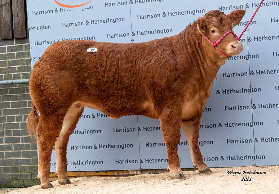 Download World Record Wilodge Heifer Makes 250 000gns At Carlisle Farmers Weekly
