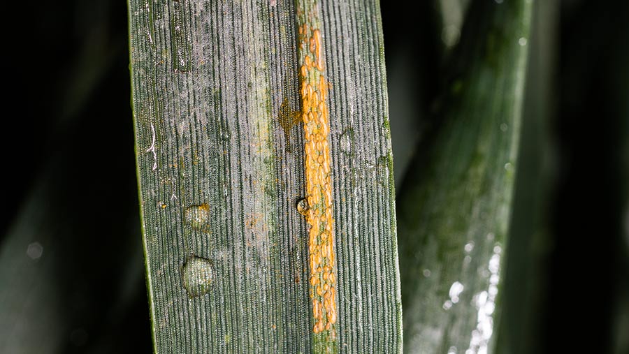 Yellow rust