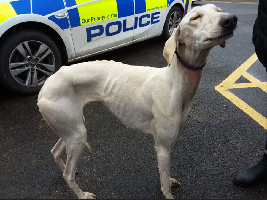 dog seized by police