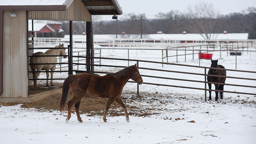 Horses in snow, Texas